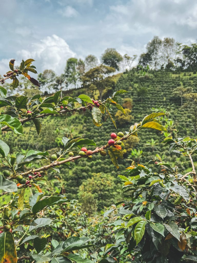 Koffiebonen op een koffieplantage