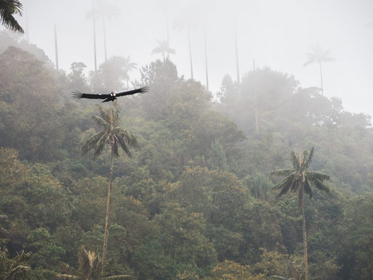 Condor vlucht tussen de palmen