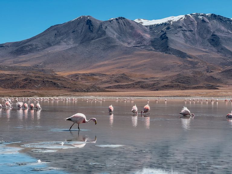 Flamingo's in lagune