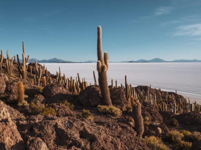 Isla Incahuasi op de zoutvlakte van Uyuni