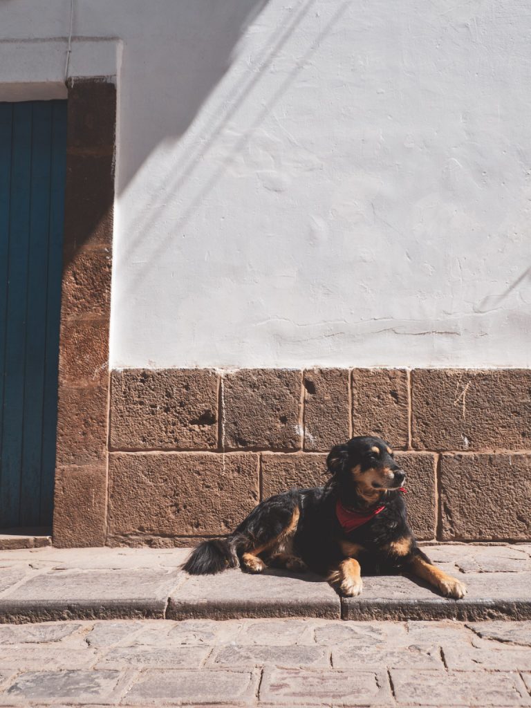 Hond ligt te chillen in Cuzco