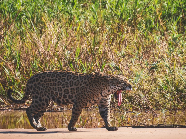 Gapende jaguar aan waterkant