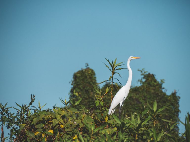 Vogels in de Pantanal