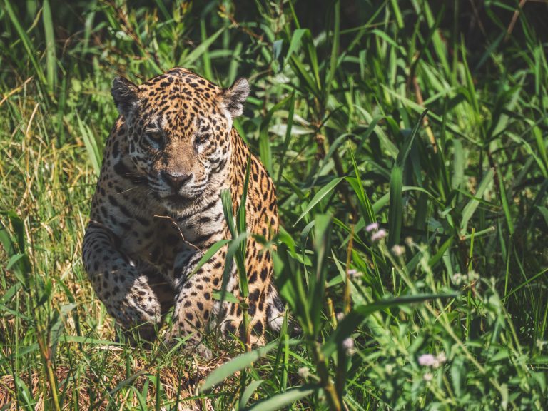 Jaguar loopt door gras