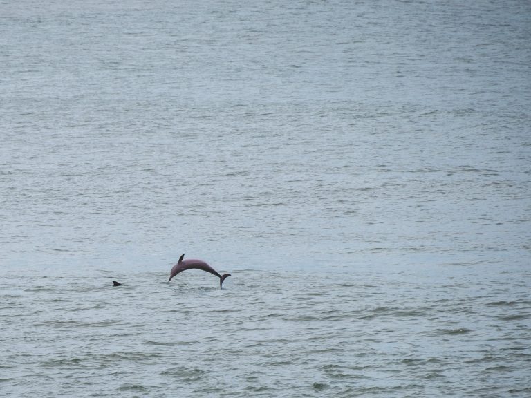 Springende dolfijnen in het water