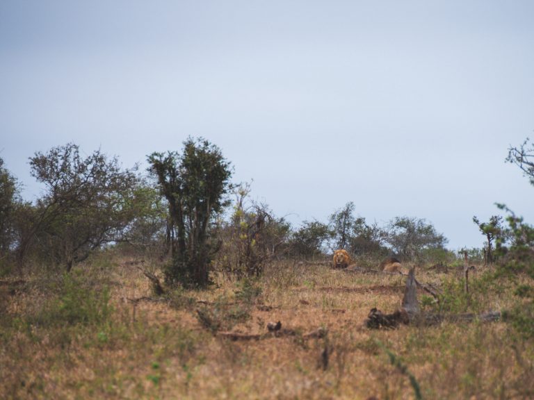 Twee leeuwen in Kruger