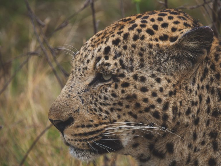 Close-up van kop luipaard