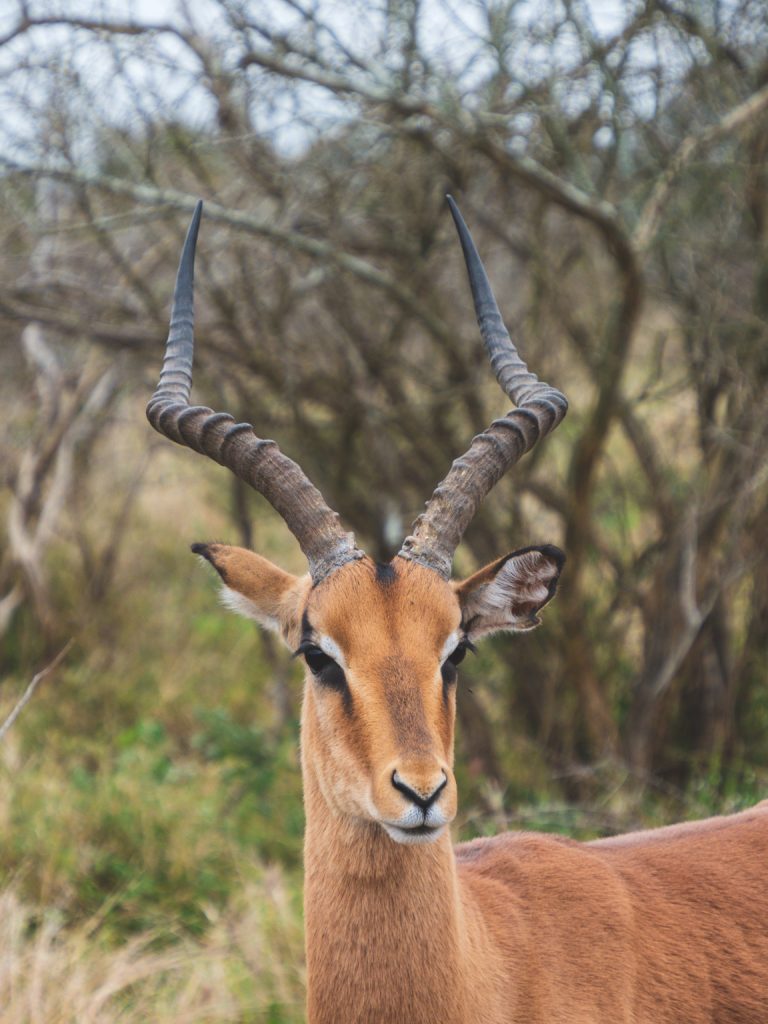 Portret van Impala