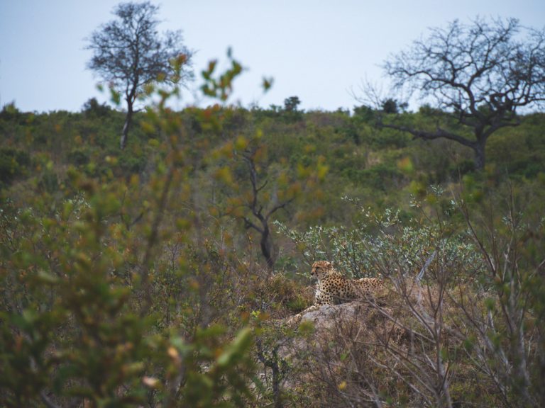 Cheetah in Kruger 2