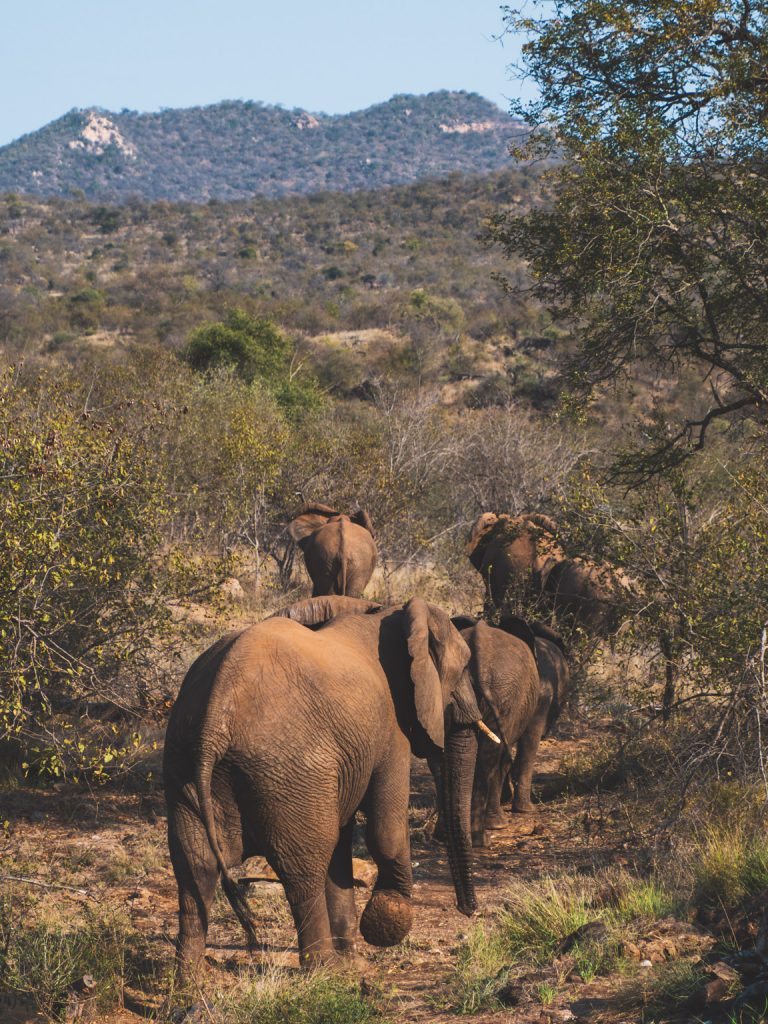 Olifanten vertrekken de bush in