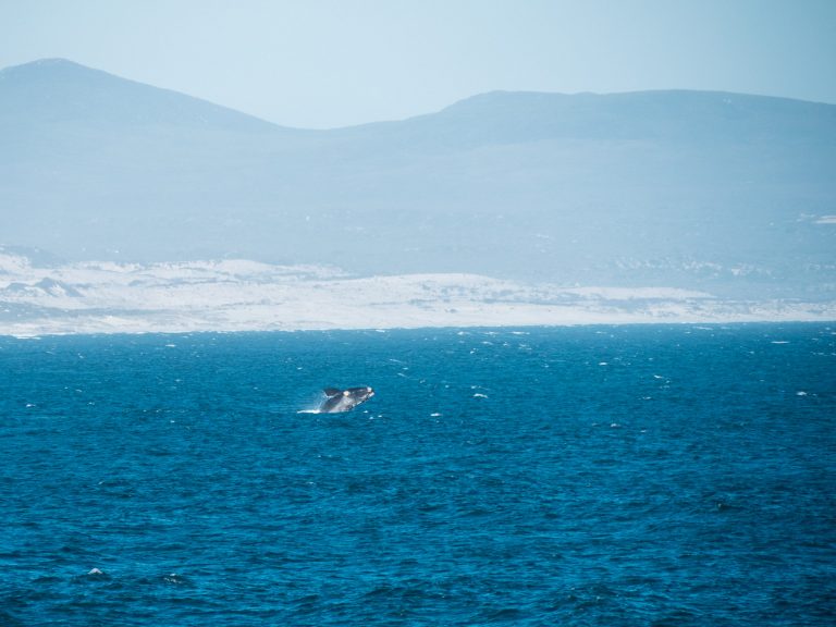 Springende walvis in Hermanus 2