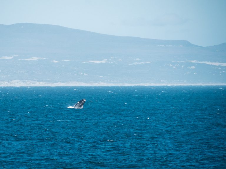 Springende walvis in Hermanus