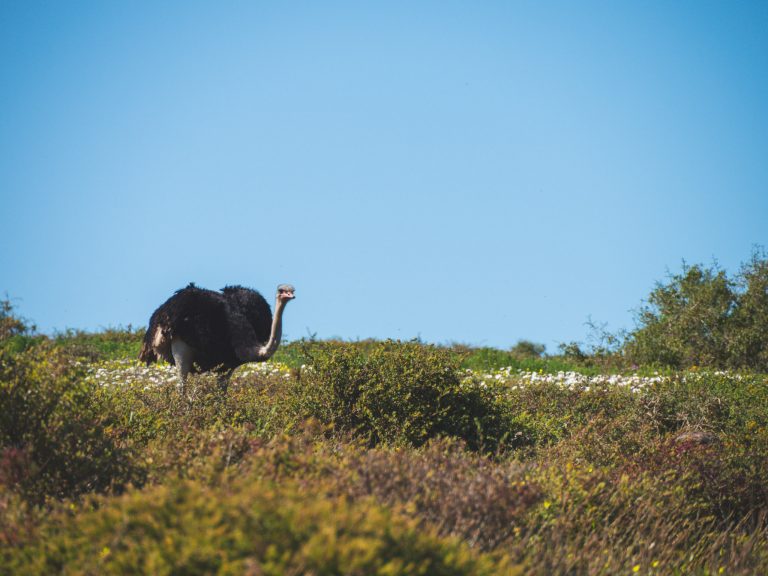 Struisvogel in West Coast National Park