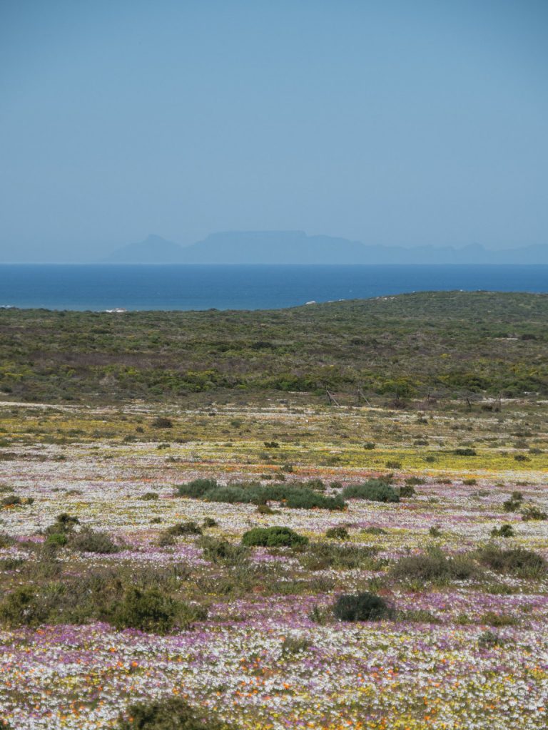 Bloemenveld met Tafelberg op horizon