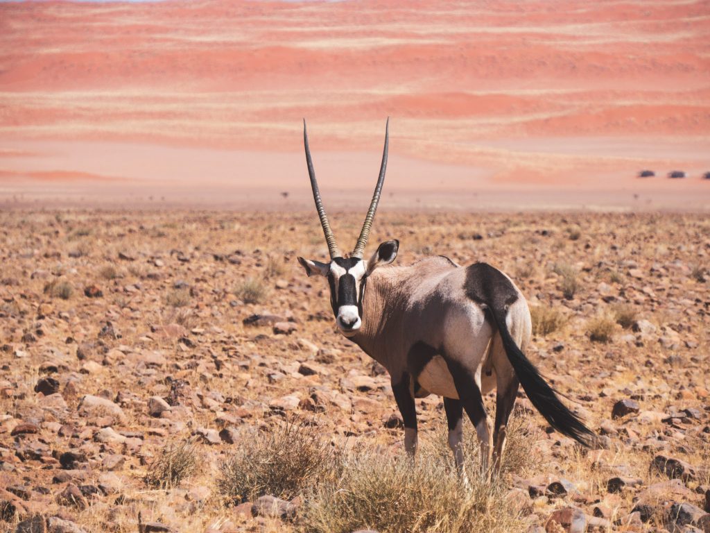 Oryx in landschap 1
