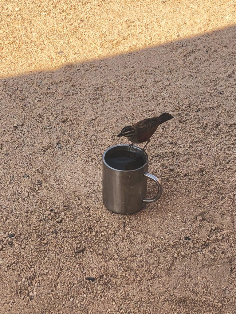 Vogeltje drinkt water uit mok