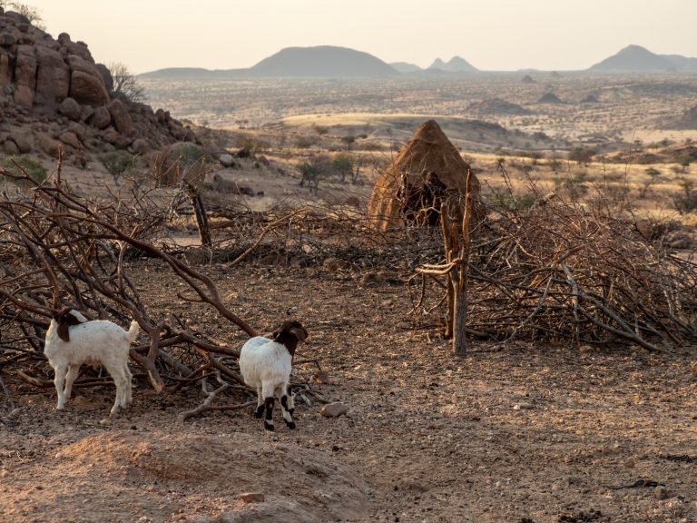 Jonge geiten in Himba-dorp