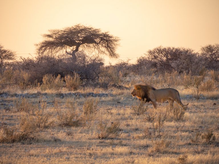 Leeuw wandelt over savanne in ochtend