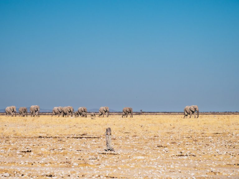 Kudde olifanten op de savanne