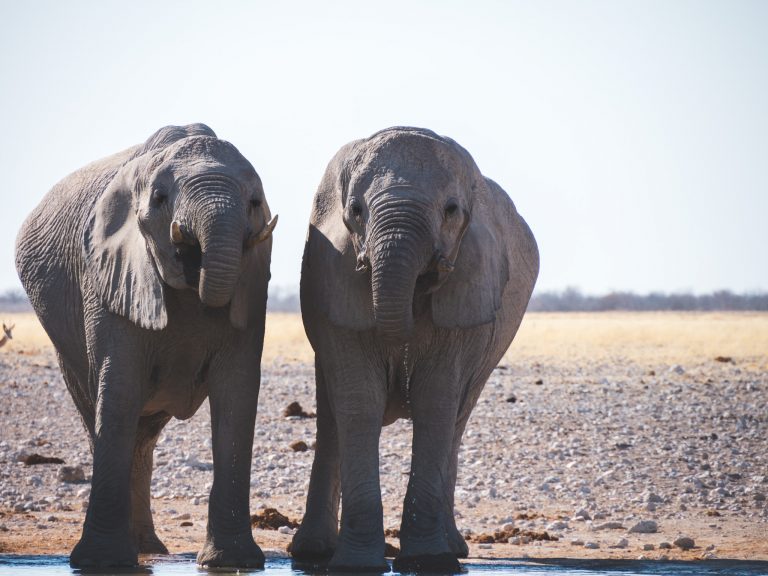Twee olifanten drinken uit waterpoel