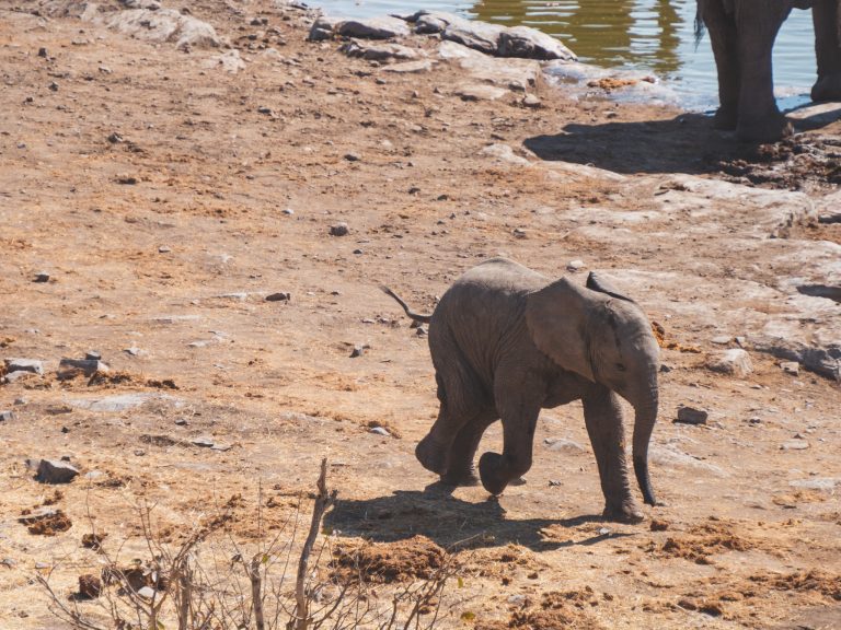 Baby olifant rent bij waterhole