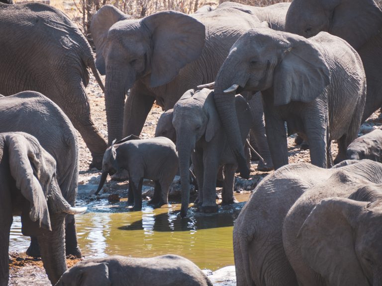 Drukte met olifanten bij waterhole