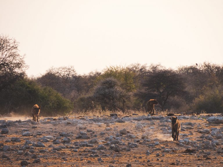 Hyena's arriveren bij waterpoel