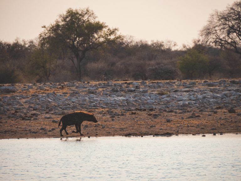 Hyena bij waterpoel