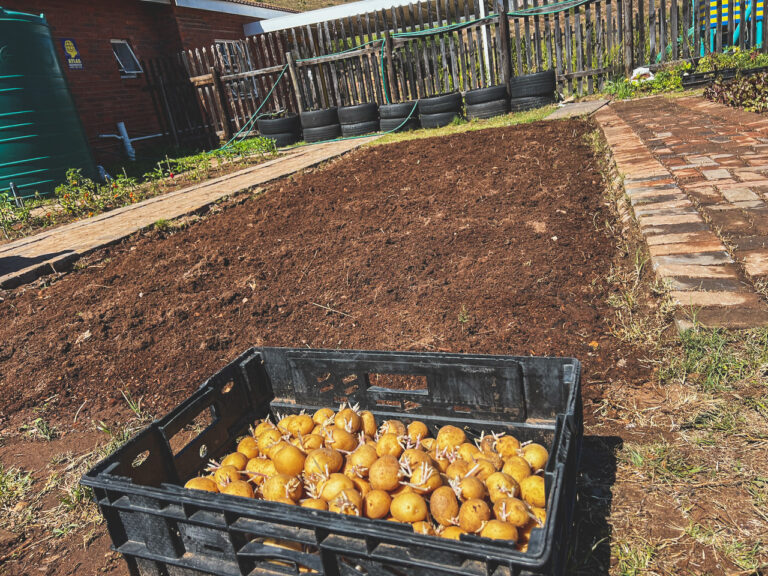 Aardappels staan klaar om te planten