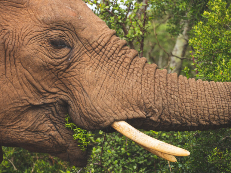 Close-up van etende olifant