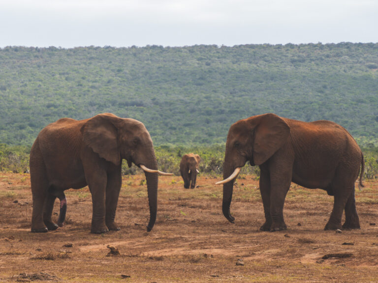 Face-off tussen olifanten