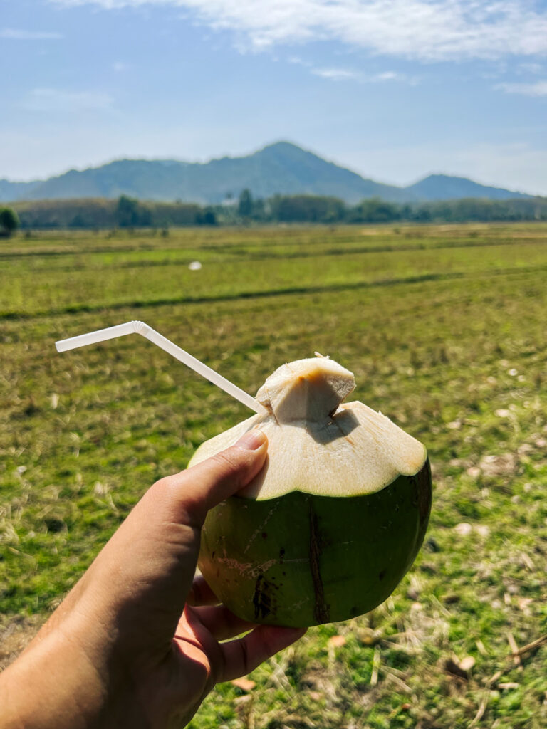 Kokosnoot tussen de rijstvelden